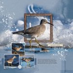 Digital Scrapbooking