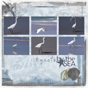 Beach-Egrets