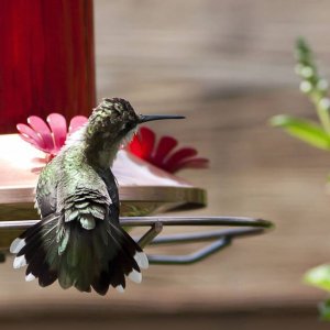 Backyard Hummingbirds
