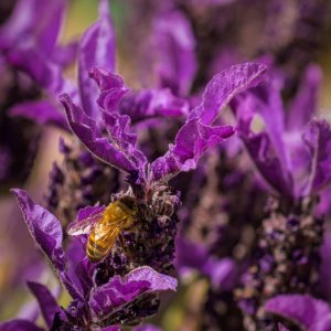 Macro Lens and Garden Flowers - Lavendar and Honeybee