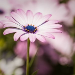 Macro Lens and Garden Flowers - Osteospermum Daisy
