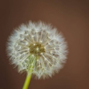 Macro Lens and Garden Flowers - Dandelion