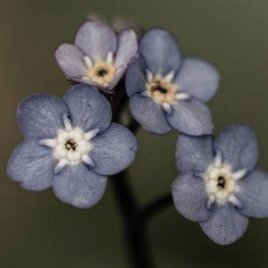 Forget Me Not