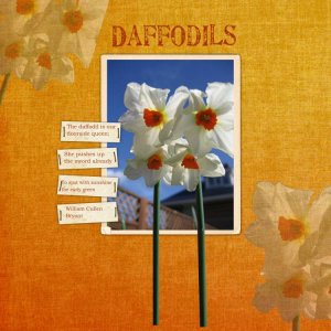 Daffodil *DD Guest CT*