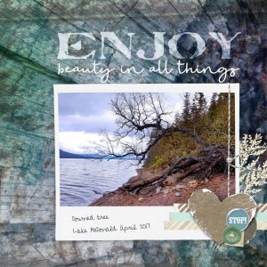 Downed Tree - Itunes