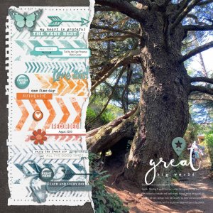 2020 - Cape Perpetua - Big Tree