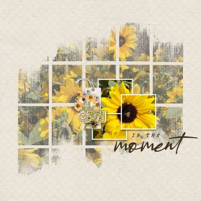 In the Moment_Rudbeckia