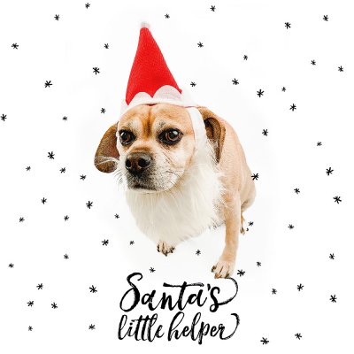 Dog Days of December : Day 6
