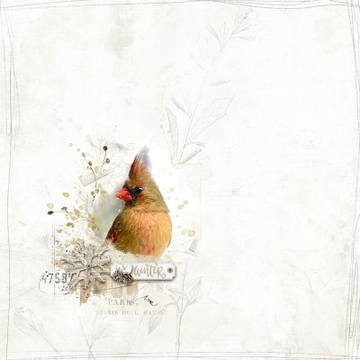 Winter Cardinal.jpg