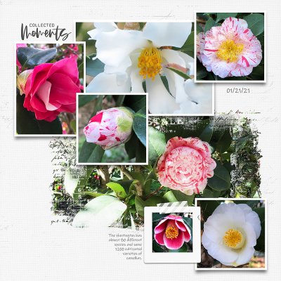 Camellias 01/21/21 Pg2