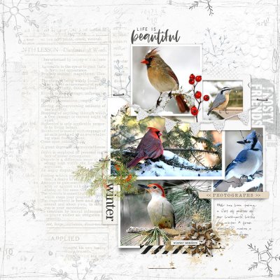 Life is Beautiful-Winter Birds.jpg