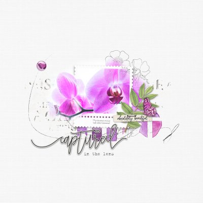Fuchsia Orchid (SSL: 2/20/21)