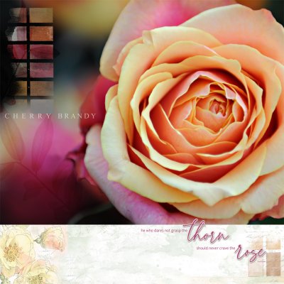 cherry brandy rose