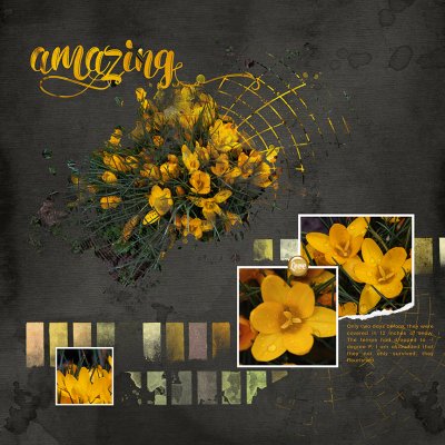 Crocus