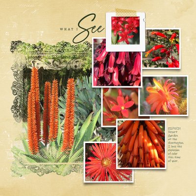 Desert Garden 02/11/21