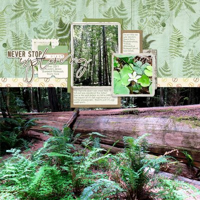 Color Challenge - Humboldt Redwoods 2017