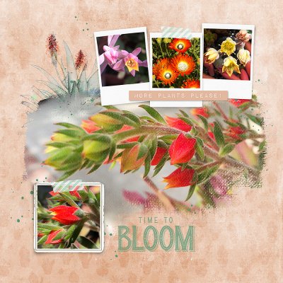 Succulents Page 4