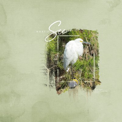 Snowy Egret