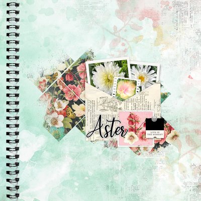 Aster