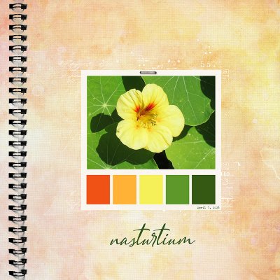Color Palette -  Nasturtium