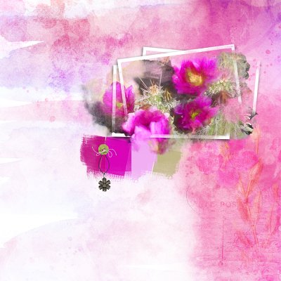 Blooms in the Desert
