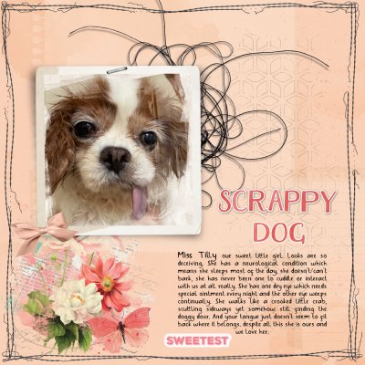 SSL Scrappy Dog Tilly