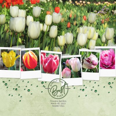 Tulips Descanso Gardens 2021