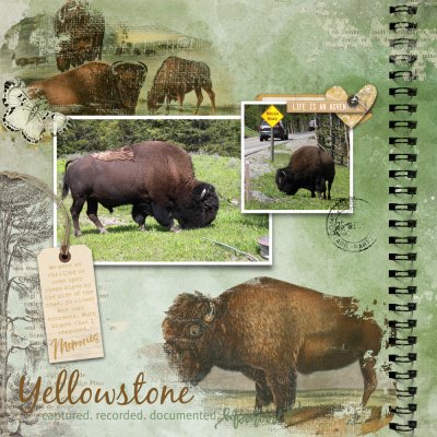 2011 Yellowstone Bison