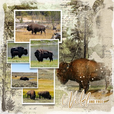 Bison - Yellowstone 2019