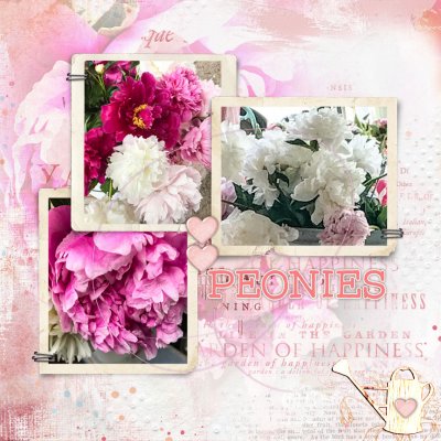 AAY: Favorite Flowers_Peonies