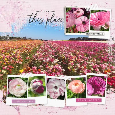 Carlsbad Flower Fields 2021 - PG 3