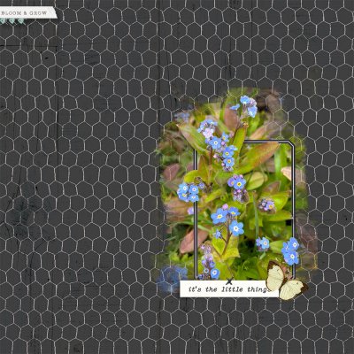 Forget-me-nots