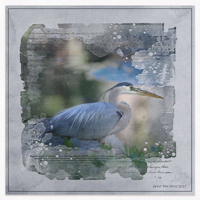 Great Blue Heron