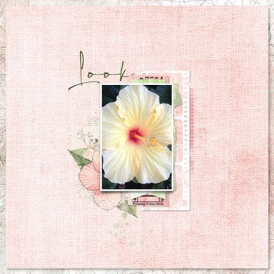 Hibiscus