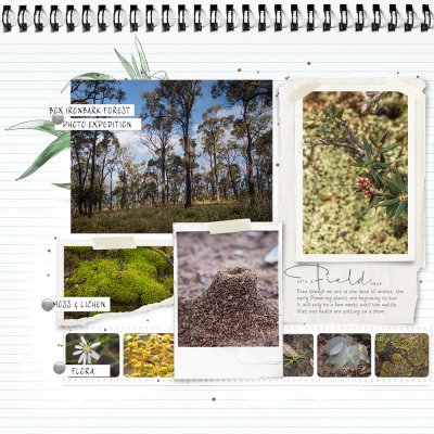Box Ironbark Photo Expedition p1