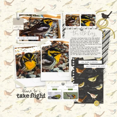 Little Warbler