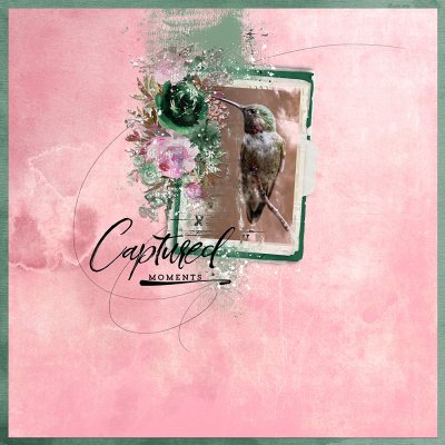 Captured Moments - Hummingbird