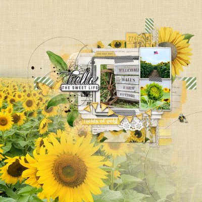 Sunflower patch 2