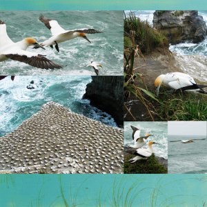 gannets (page 2)