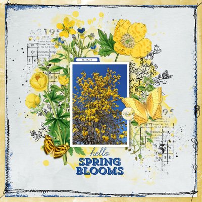 Hello Spring Blooms