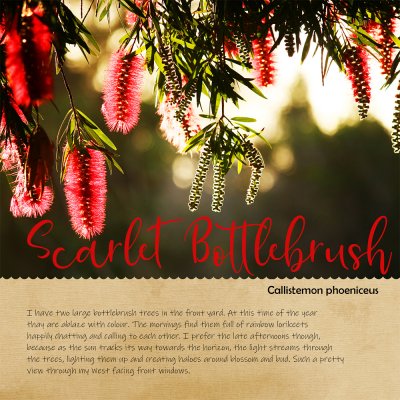 Scarlet Bottlebrush