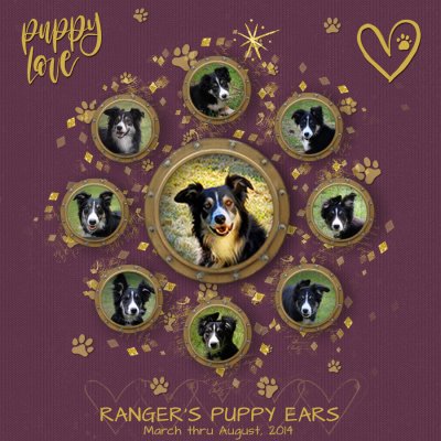 Ranger's Puppy Ears