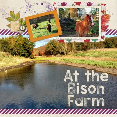 Bison Farm Fall