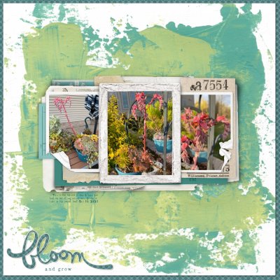 Giant bloom