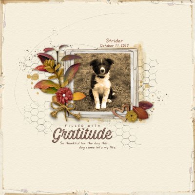 Gratitude - Strider