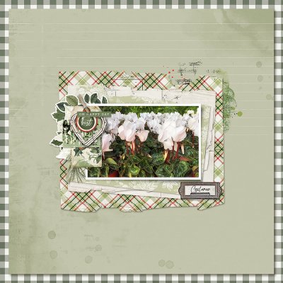 Cyclamen