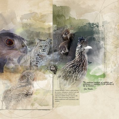 Tucson Wildlife Center - Story Challenge