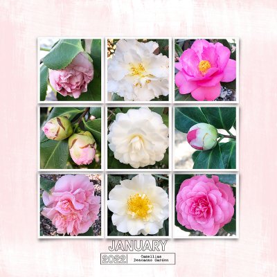iTunes - Camellias