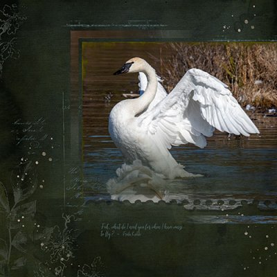 Let's blend: Swan at Heber