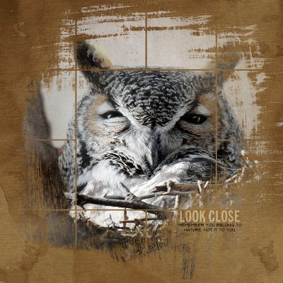 iTunes Inspiration - Great Horned Owl